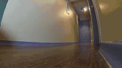 魔性的八哥,有超能力的巴哥