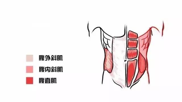 单练平板支撑能练出腹肌吗,平板支撑能练腹肌马甲线么