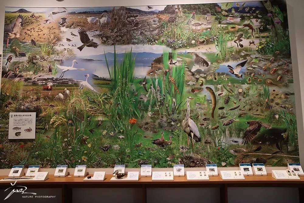 暑期日本之旅,暑假日本旅游攻略