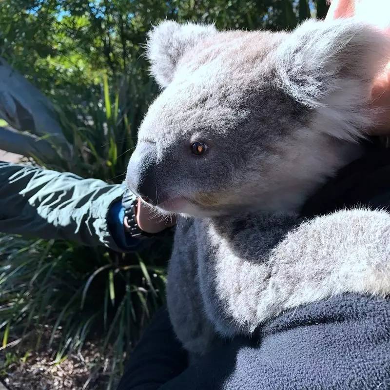 当一只“反季候鸟“，直飞到悉尼过冬天买UGG，是成都人今年暑假新玩法！