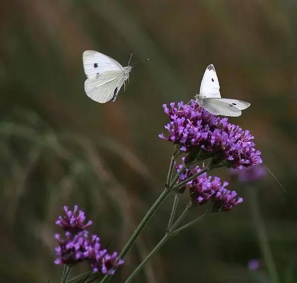 百草园有什么药材,百草园里面有什么草