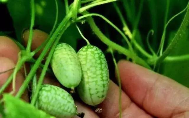 石柱“拇指姑娘”“金姑娘”开采啦!