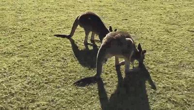 当一只“反季候鸟“，直飞到悉尼过冬天买UGG，是成都人今年暑假新玩法！