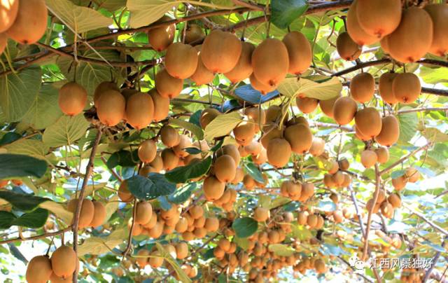 江西省奉新县旅游景点介绍视频,江西省奉新县旅游景点有哪些