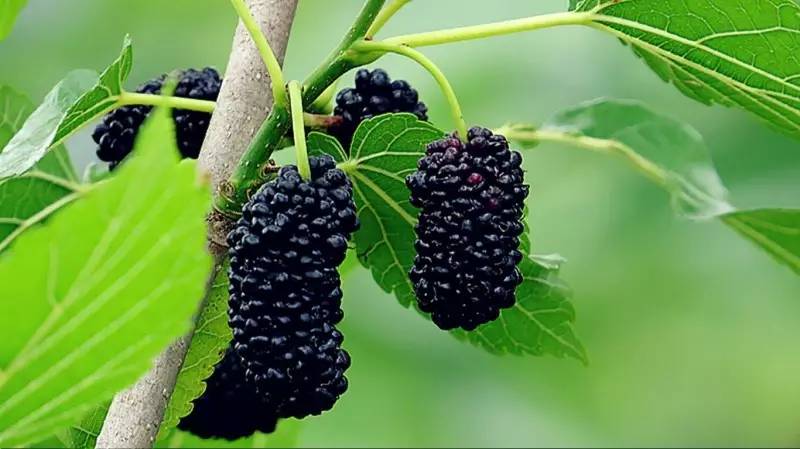 笔架山有哪些野果,笔架山桑葚