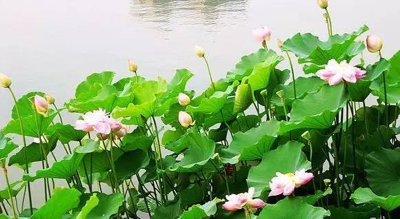 再过10天！苏州这9条新政将正式实施！还将发生9件大事！肯定有一件会影响到你！