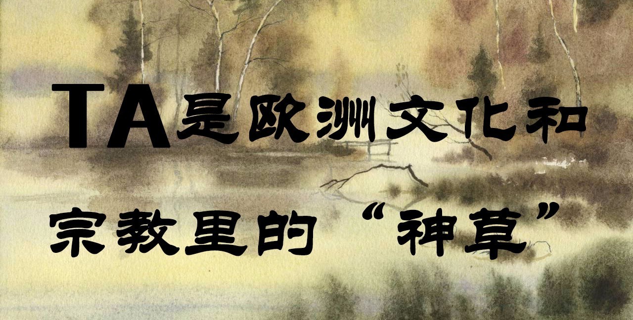 百草园有什么药材,百草园里面有什么草