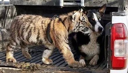 这只边牧让泰迪吓得不敢过来了,边牧犬有多酷