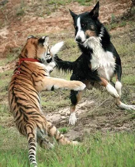 这只边牧让泰迪吓得不敢过来了,边牧犬有多酷