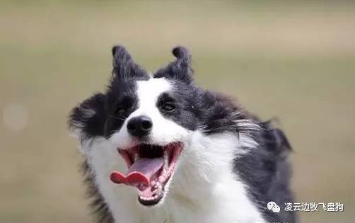夏季边牧饲养环境,夏天怎么给边牧降温