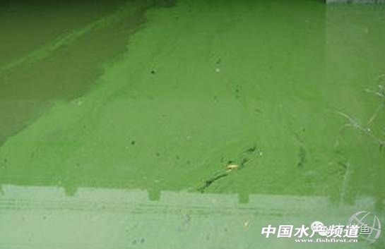 藻类中的各种带颜色的藻,不同藻类水色