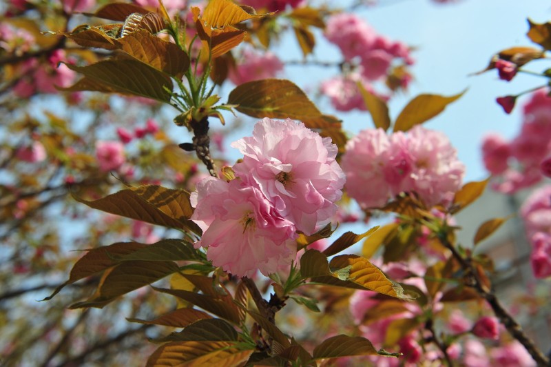 农大的一年四季都很美,美丽的农业大学