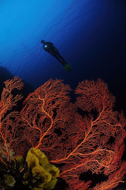 千万不要把潜水人像拍成糖水片