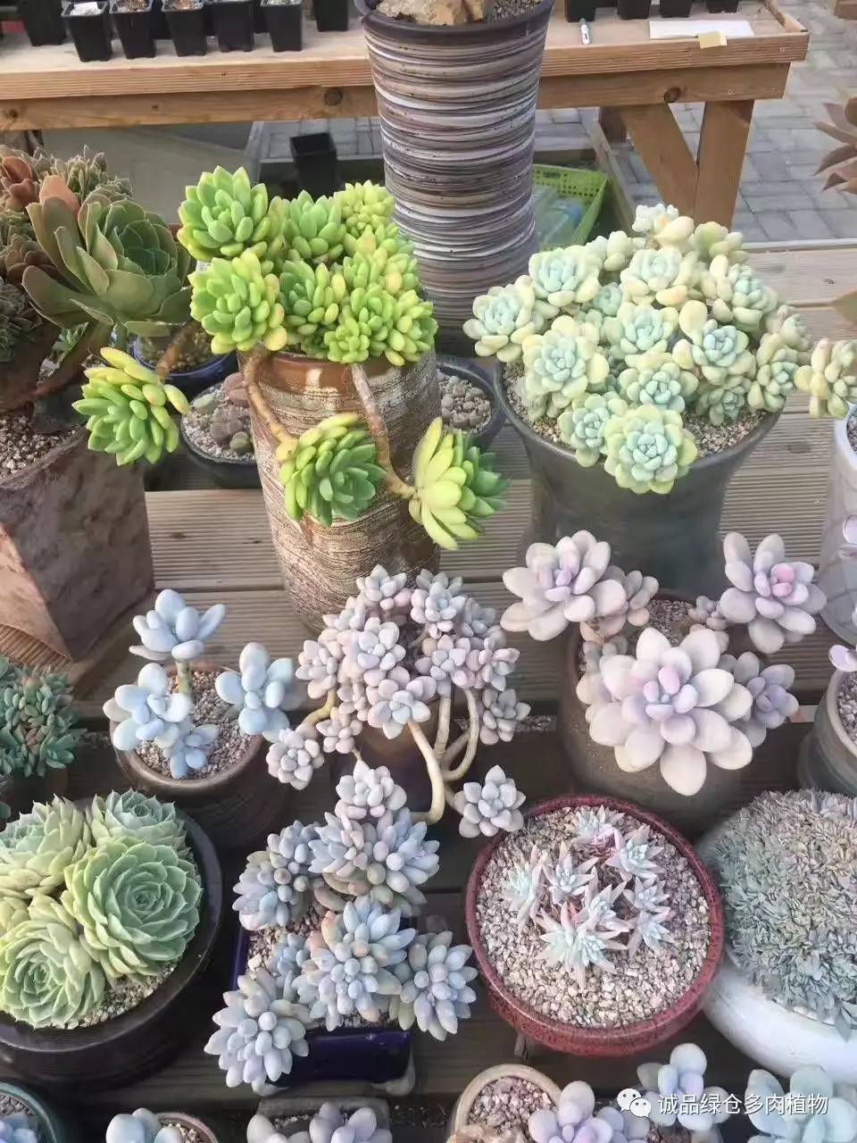 秀妍肉肉倒盆后的变化,多肉大棚展示图