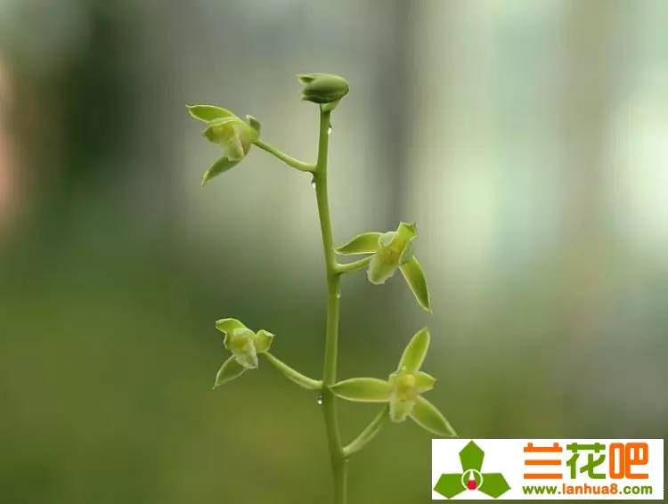 娴敓鎷炬収璇楅泦鍐呭澶у叏,娴敓鎷炬収鑼跺腑璁捐