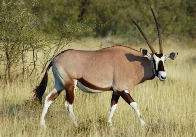 谁跟小羚羊去避暑绘本故事,儿童小羚羊故事