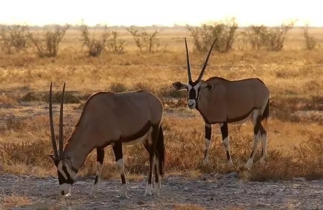 谁跟小羚羊去避暑绘本故事,儿童小羚羊故事