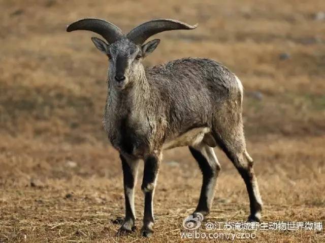 谁跟小羚羊去避暑绘本故事,儿童小羚羊故事