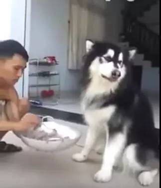 狗狗生病不爱吃饭,狗主人拿来食物,这个喂法也是没谁了