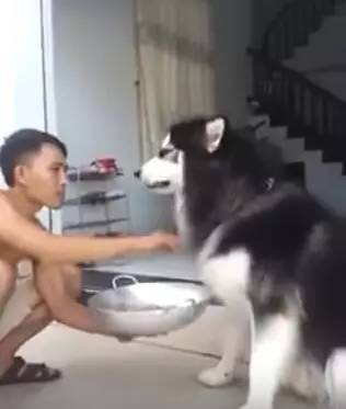 狗狗生病不爱吃饭,狗主人拿来食物,这个喂法也是没谁了