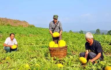 石柱“拇指姑娘”“金姑娘”开采啦!