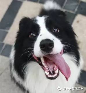 夏季边牧饲养环境,夏天怎么给边牧降温