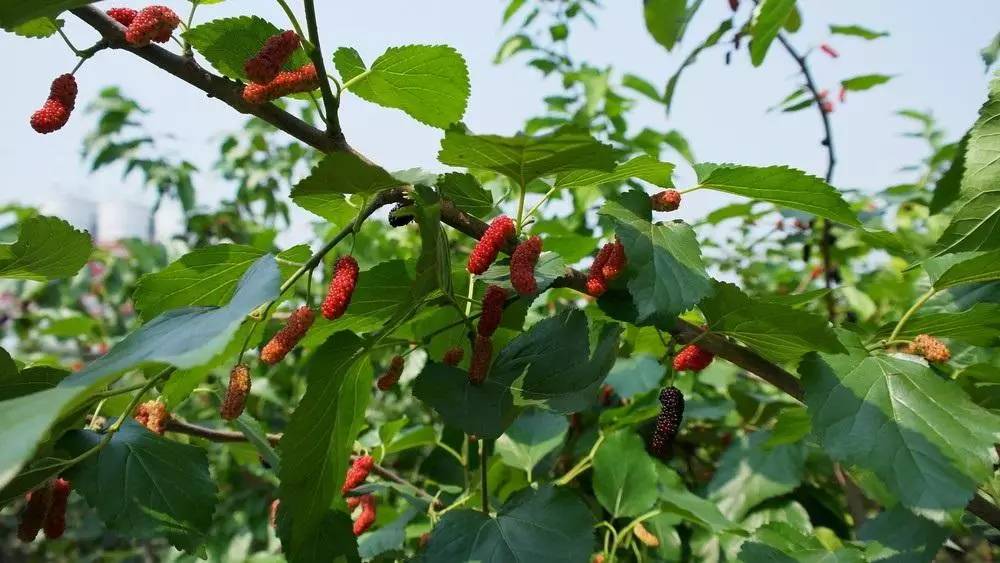 笔架山有哪些野果,笔架山桑葚