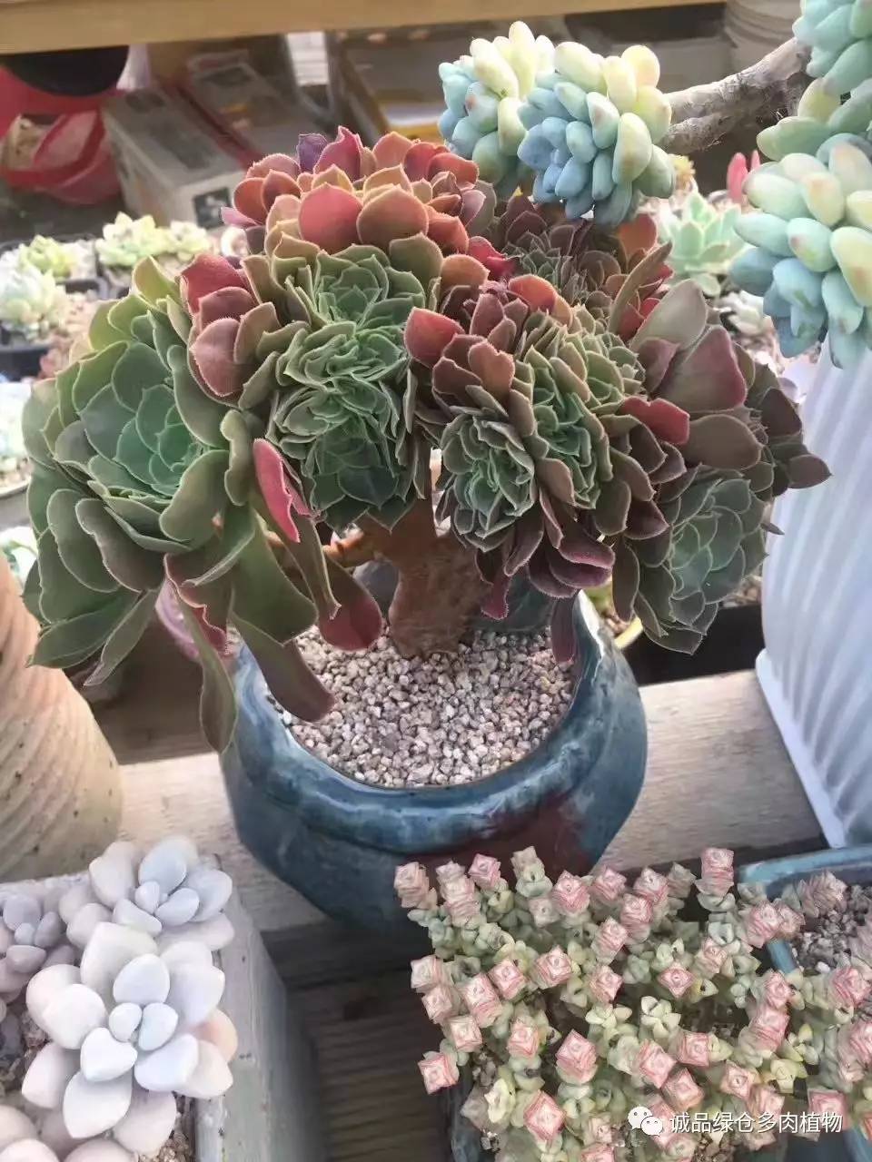 秀妍肉肉倒盆后的变化,多肉大棚展示图