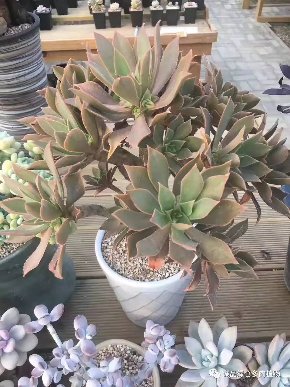 秀妍肉肉倒盆后的变化,多肉大棚展示图