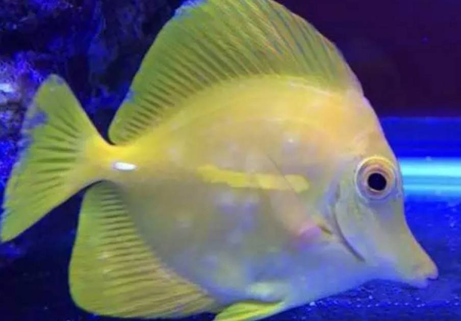 水质好的白点病自愈方法,白点病和水质有关吗