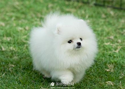 元宵节，谁是你心中的“小汤圆”？