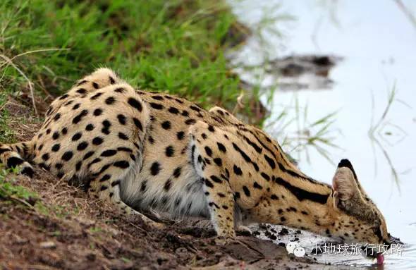可能是最全的，肯尼亚坦桑尼亚动物百科。小地球耗时一周整理！