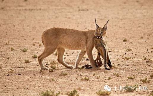 可能是最全的，肯尼亚坦桑尼亚动物百科。小地球耗时一周整理！