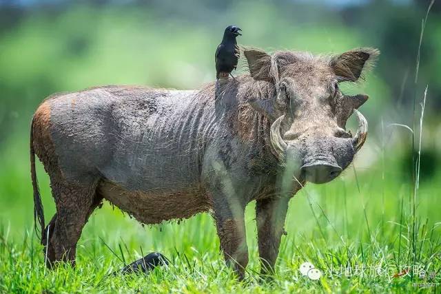 可能是最全的，肯尼亚坦桑尼亚动物百科。小地球耗时一周整理！