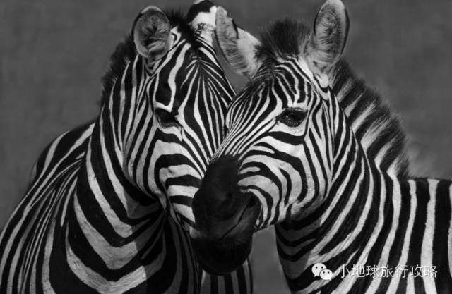 可能是最全的，肯尼亚坦桑尼亚动物百科。小地球耗时一周整理！