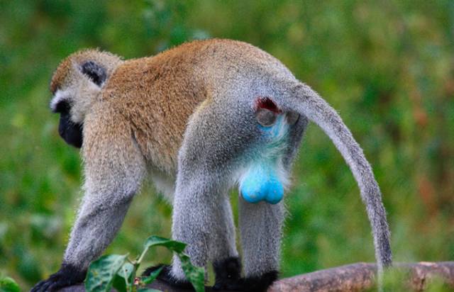 可能是最全的，肯尼亚坦桑尼亚动物百科。小地球耗时一周整理！