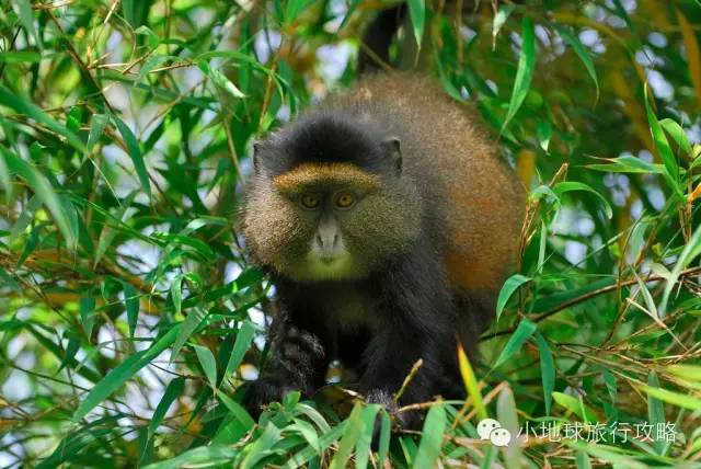 可能是最全的，肯尼亚坦桑尼亚动物百科。小地球耗时一周整理！