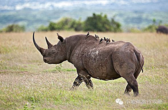 可能是最全的，肯尼亚坦桑尼亚动物百科。小地球耗时一周整理！