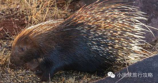 可能是最全的，肯尼亚坦桑尼亚动物百科。小地球耗时一周整理！