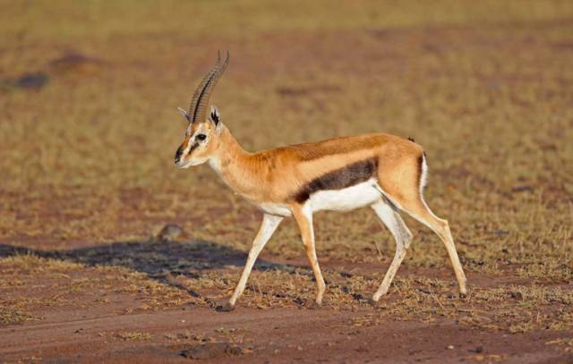 可能是最全的，肯尼亚坦桑尼亚动物百科。小地球耗时一周整理！