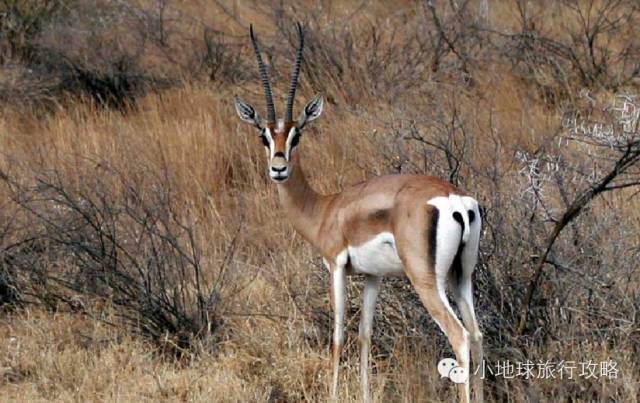 可能是最全的，肯尼亚坦桑尼亚动物百科。小地球耗时一周整理！