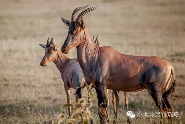 可能是最全的，肯尼亚坦桑尼亚动物百科。小地球耗时一周整理！