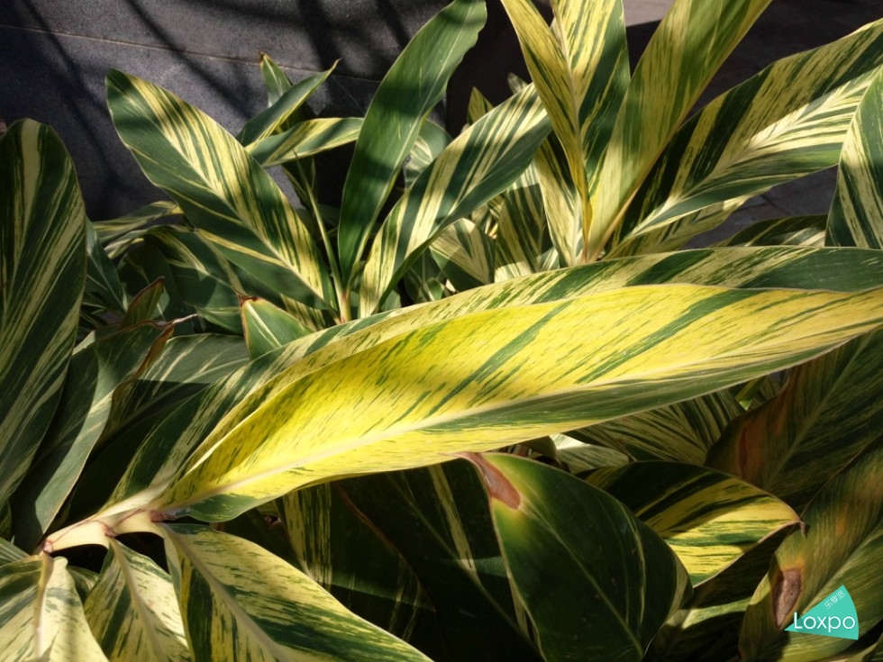 一分钟了解vivoy5s,一分钟了解vivo最新款