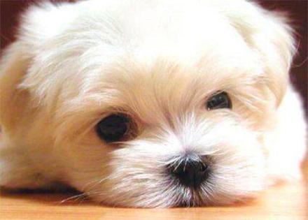 元宵节，谁是你心中的“小汤圆”？