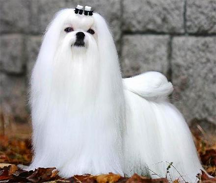 元宵节，谁是你心中的“小汤圆”？