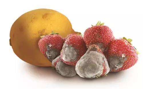 只坏一点点的苹果,只坏了一半的水果可以切下来吃吗