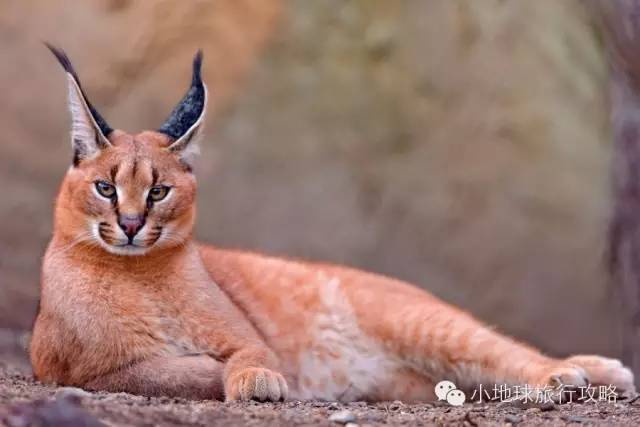 可能是最全的，肯尼亚坦桑尼亚动物百科。小地球耗时一周整理！