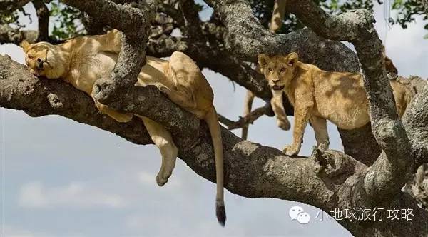 可能是最全的，肯尼亚坦桑尼亚动物百科。小地球耗时一周整理！