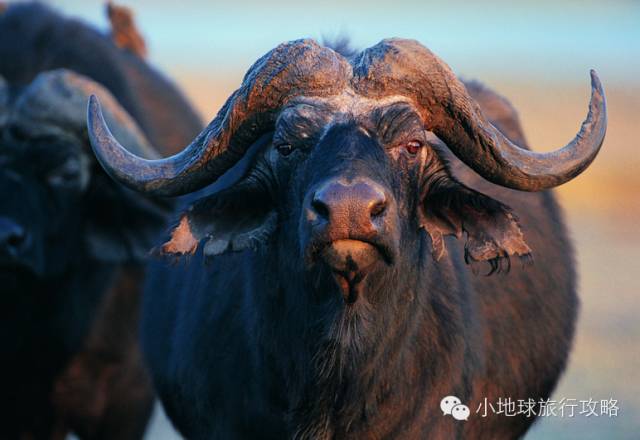 可能是最全的，肯尼亚坦桑尼亚动物百科。小地球耗时一周整理！