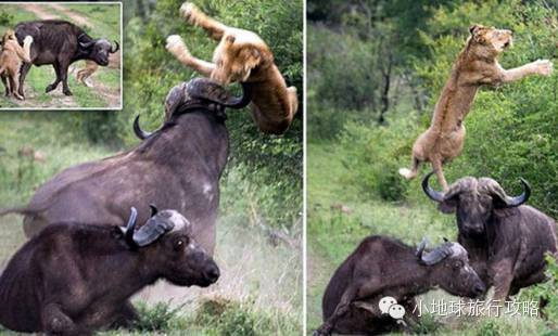 可能是最全的，肯尼亚坦桑尼亚动物百科。小地球耗时一周整理！